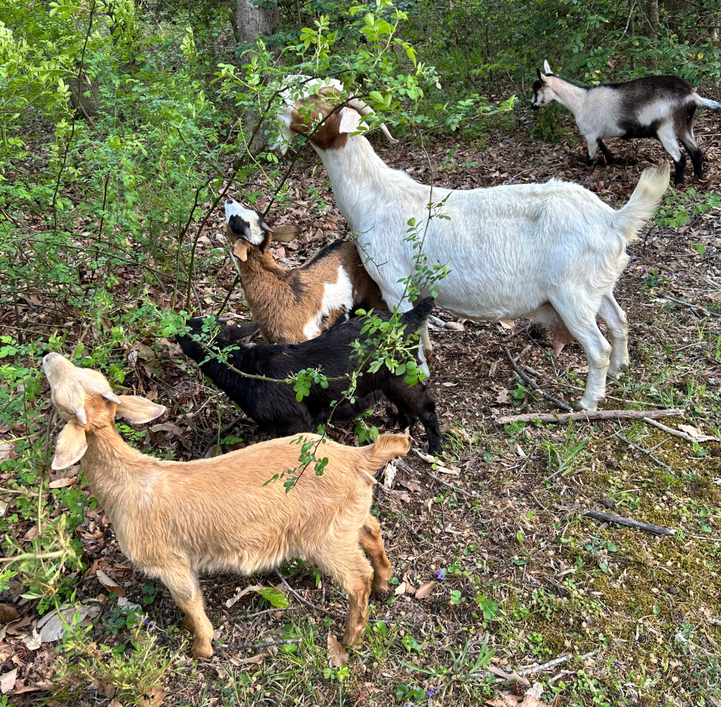 Goats eating multiflora rose and poison ivy.